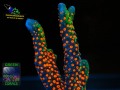 Montipora-samarensis-sp.16_makro-DSC07448-WZ