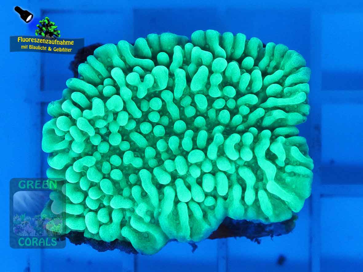 Montipora-danae-DSC06090-yellowfilter_badge-WZ