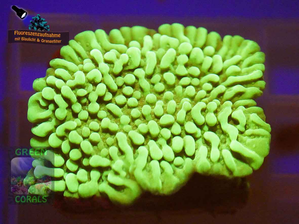 Montipora-danae-DSC06155-orangefilter_badge-WZ
