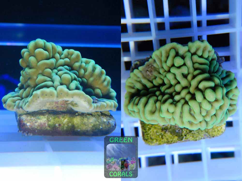Montipora-danae-knallgruen´-sp.10_S_DSC07222