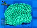 Montipora-danae-DSC06090-yellowfilter_badge-WZ