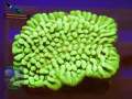 Montipora-danae-DSC06155-orangefilter_badge-WZ