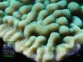 Montipora-danae-knallgruen´-DSC01069-b-k-WZ