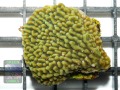 Montipora-danae-knallgruen´-DSC04670-b-WZ