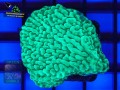 Montipora-danae-knallgruen´-DSC04701-b-WZ-YF