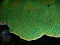 Montipora-danae-knallgruen´-DSCN5203-b-k-WZ-b-k-WZ-web
