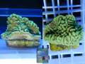 Montipora-danae-knallgruen´-sp.10_S_DSC07222