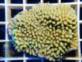 SHOP-Montipora-danae-knallgruen´_M_-DSCN0300
