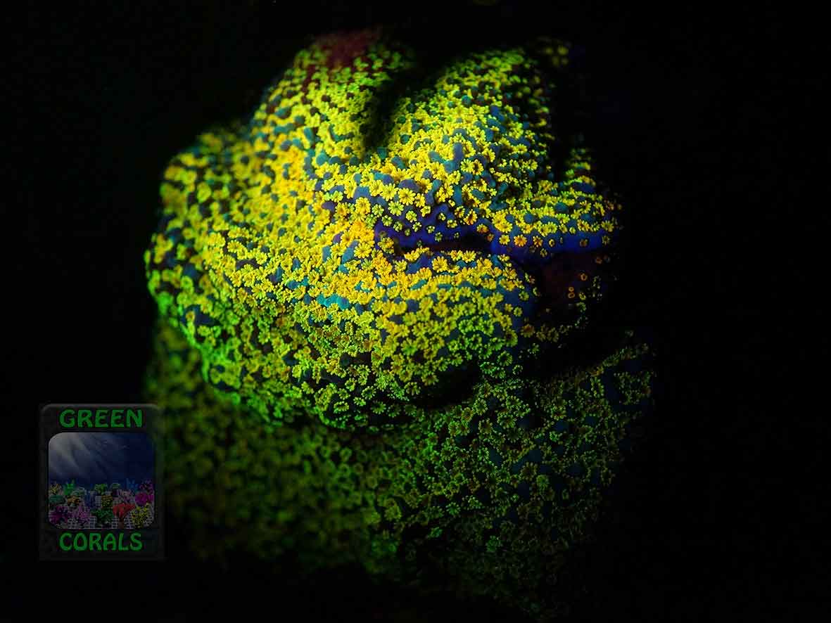 4_Montipora-sp.11-rainbow´_DSC06185