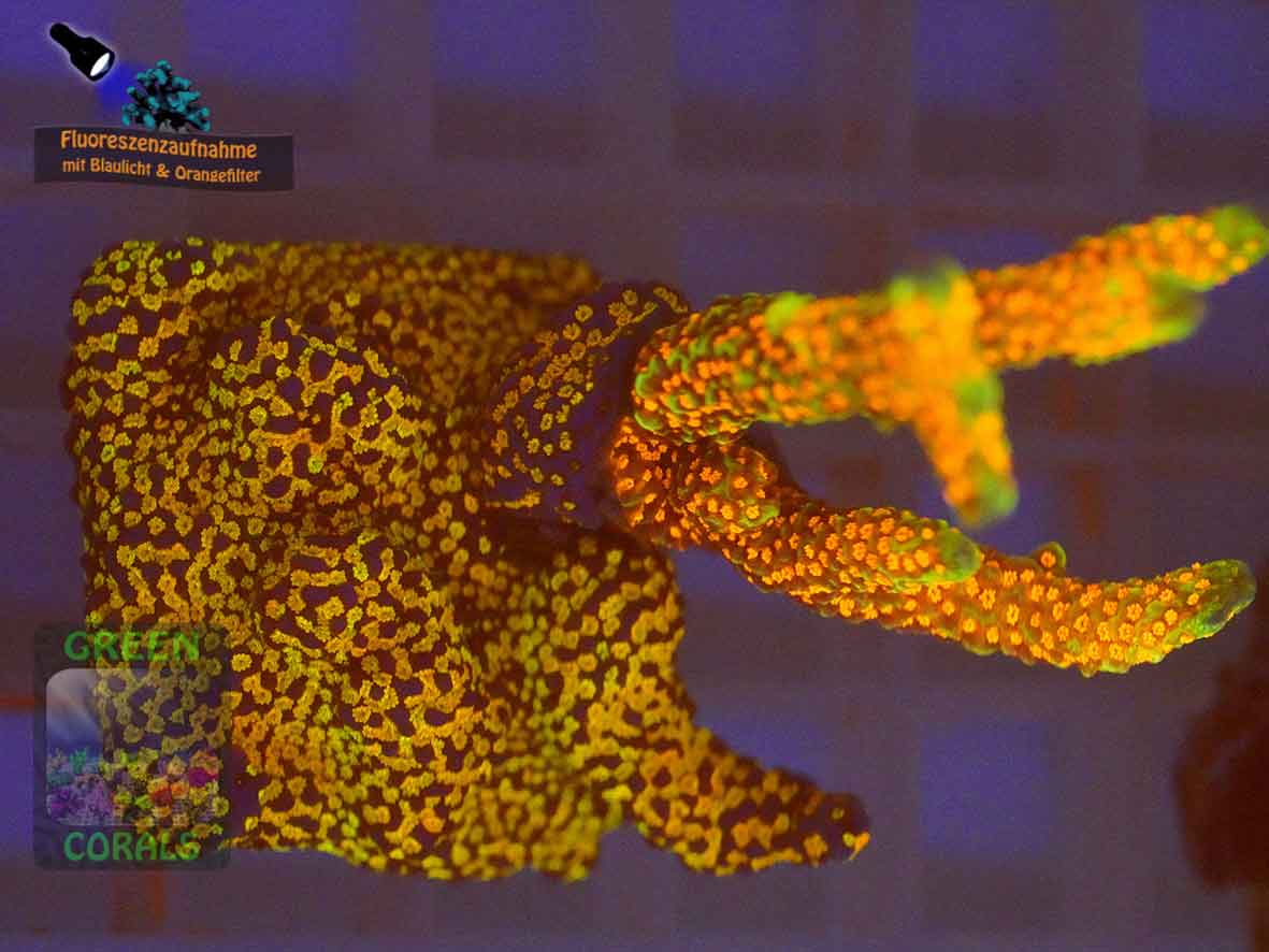 Kombi-Ableger-Montipora-samarensis-vs-rainbow´-DSC06136-orangefilter_badge-WZ