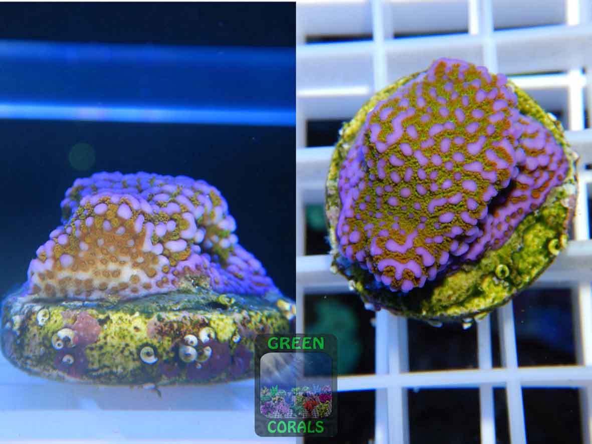 Montipora_sp.11-rainbow´_WYSIWYG
