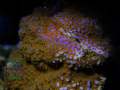 2_Montipora-sp.11-rainbow´_DSC06597
