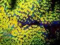 4_Montipora-sp.11-rainbow´_DSC06183