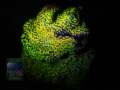 4_Montipora-sp.11-rainbow´_DSC06185