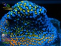 Montipora-sp.-‚rainbow‘_makro-DSC07430-WZ