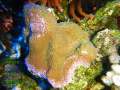 Montipora-sp.-rainbow´-DSCN6462-b-k