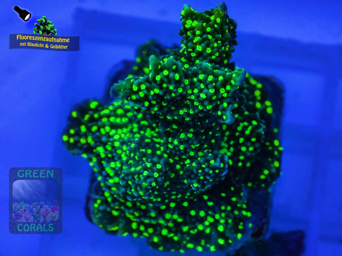 Montipora-sp.-green-polyps´-DSC07283-b-k-WZ_yellow_badge
