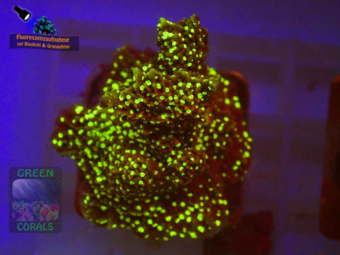 Montipora-sp.-green-polyps´-DSC07350-b-k-WZ_orange_badge