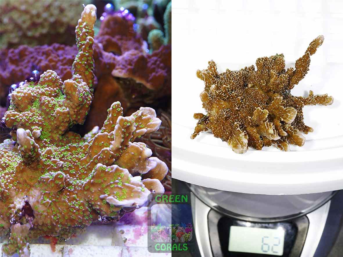 Montipora-sp.13-green-polyps´-DSC06865_2er