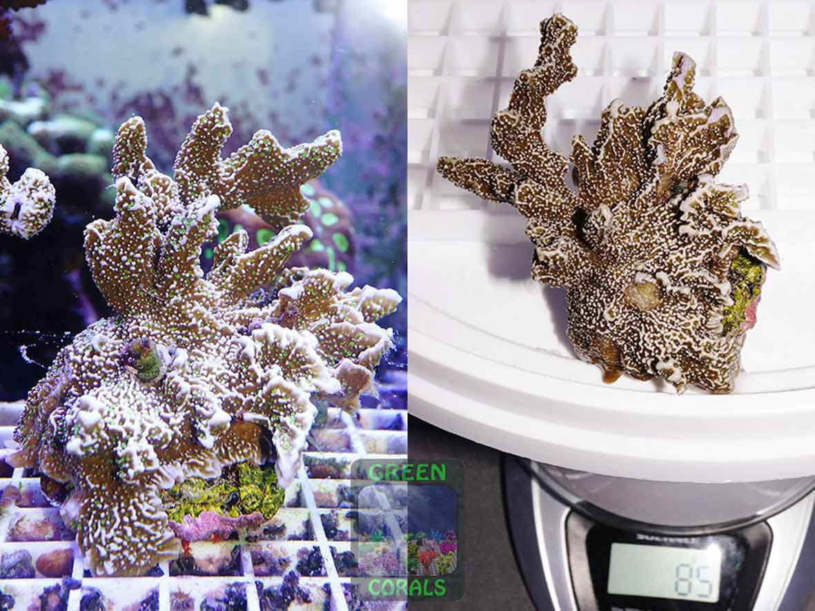 Montipora-sp.13-green-polyps´-DSC06944_2er