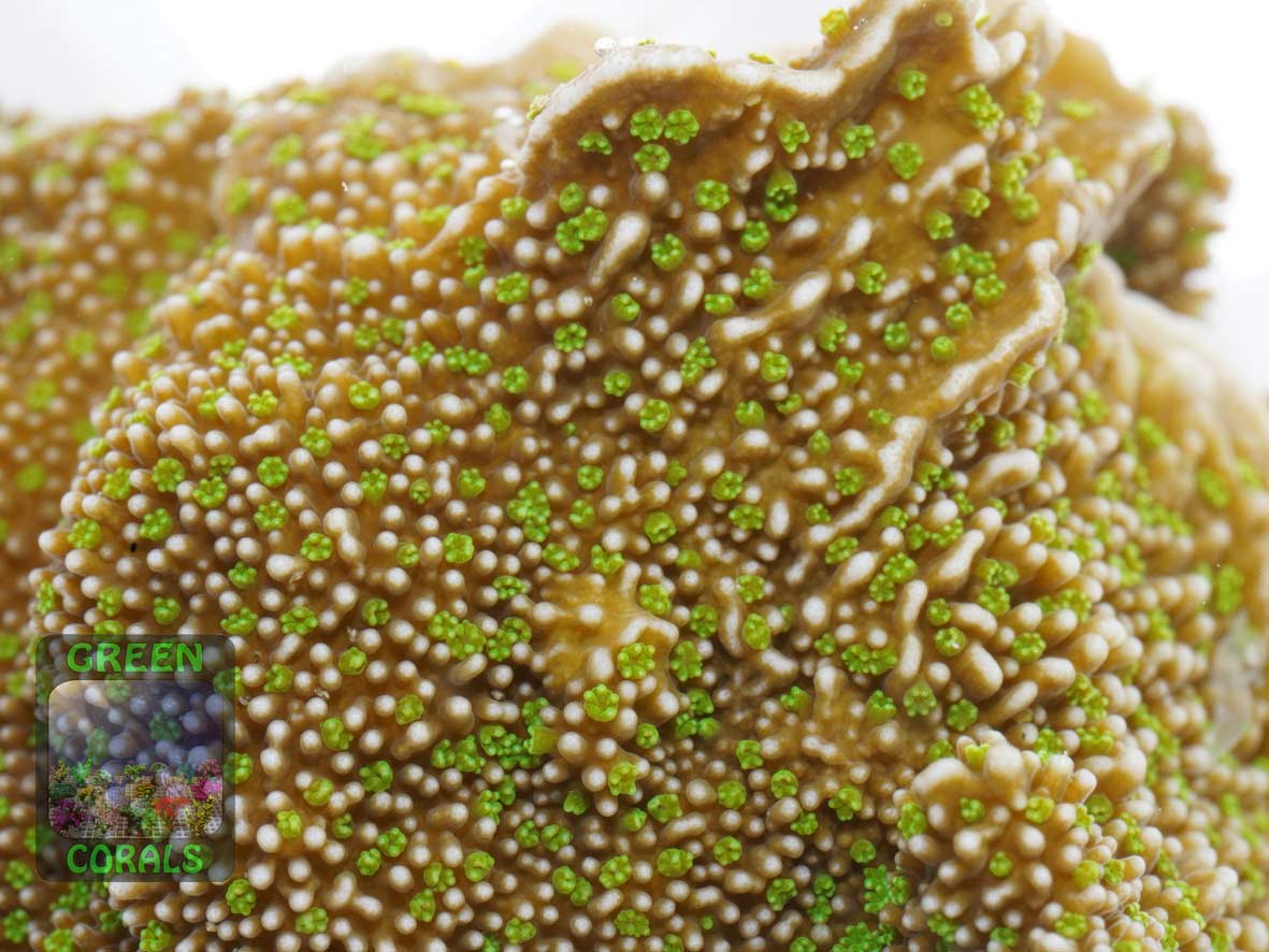 Montipora sp. green-polyps, Makroaufnahme Montipora sp. green-polyps, Makroaufnahme