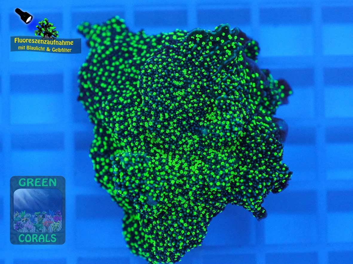 Montipora sp. green-polyps, Fluoreszenzaufnahme