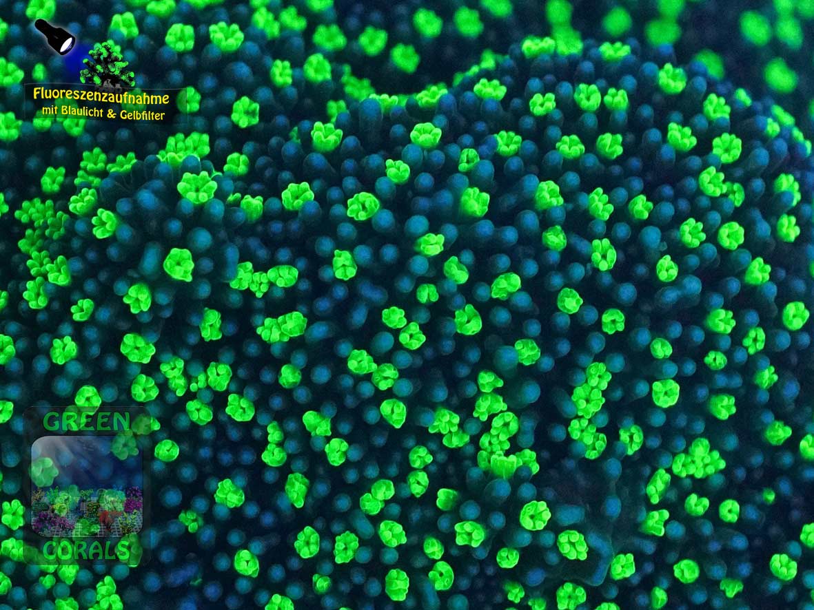 Montipora sp. green-polyps, Fluoreszenzaufnahme