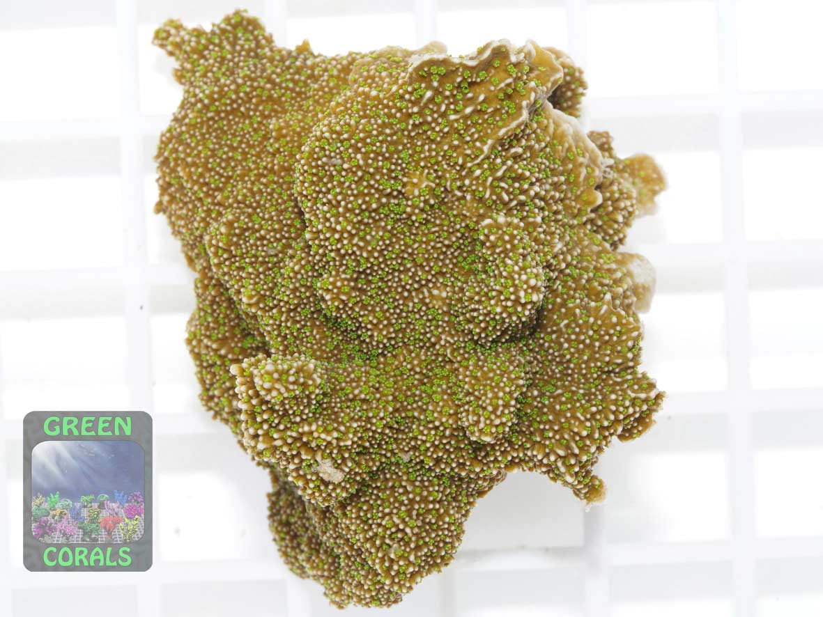 Montipora sp. green-polyps, Größe M Montipora sp. green-polyps, Größe M