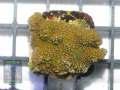 Montipora-sp.13-green-polyps´-DSC05826-b-k-WZ