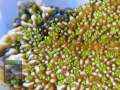 Montipora-sp.13-green-polyps´-_makro-DSCN5996