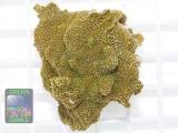 Montipora sp. green-polyps, Größe M