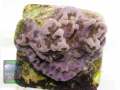 Montipora-sp.-blau-lila´-DSC07416-b-k-WZ