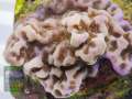 Montipora-sp.-blau-lila´DSC07759-b-k-WZ