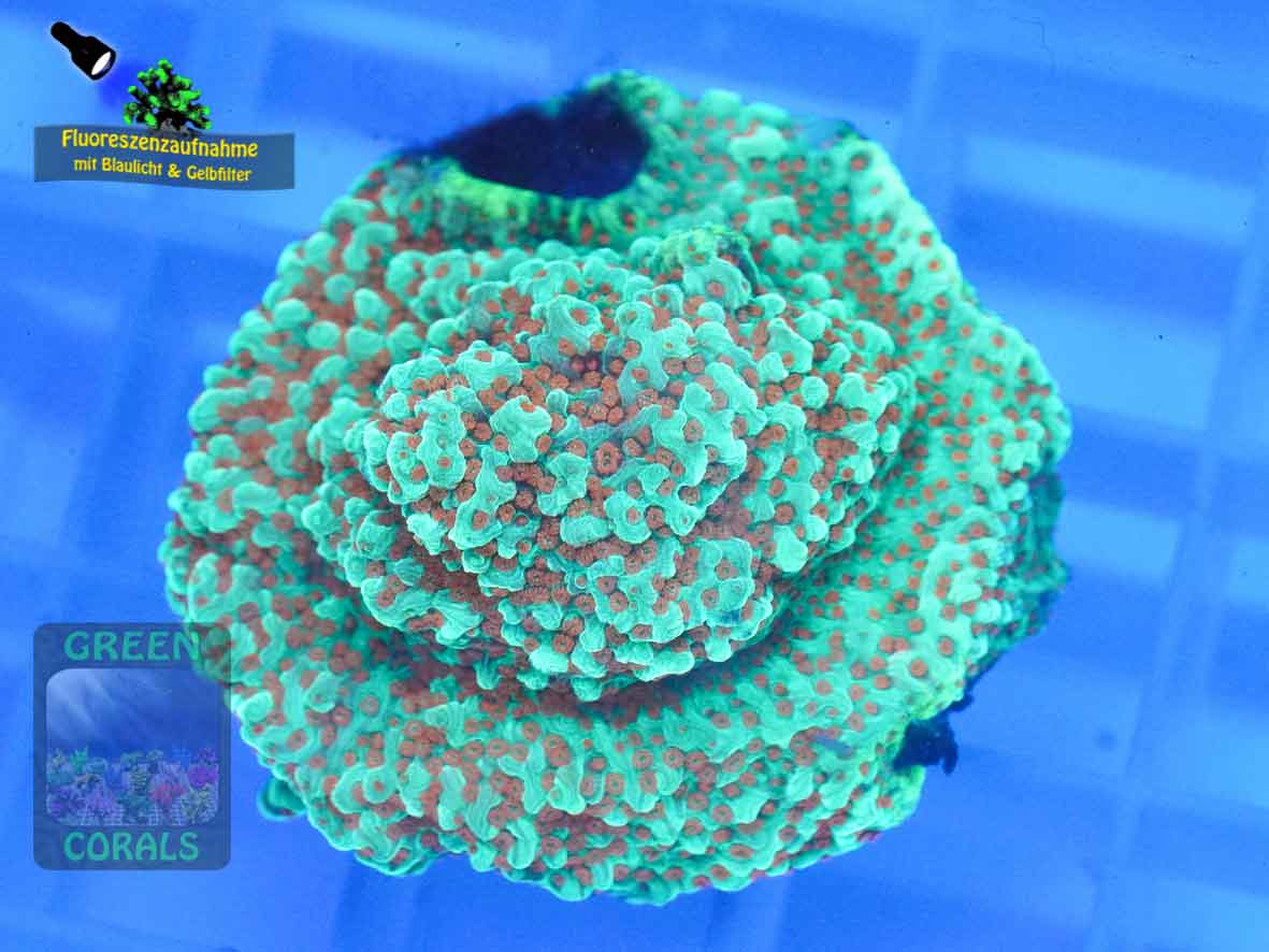 Montipora-sp.-orange-polyps´-DSC07521-b-k-WZ-Badge
