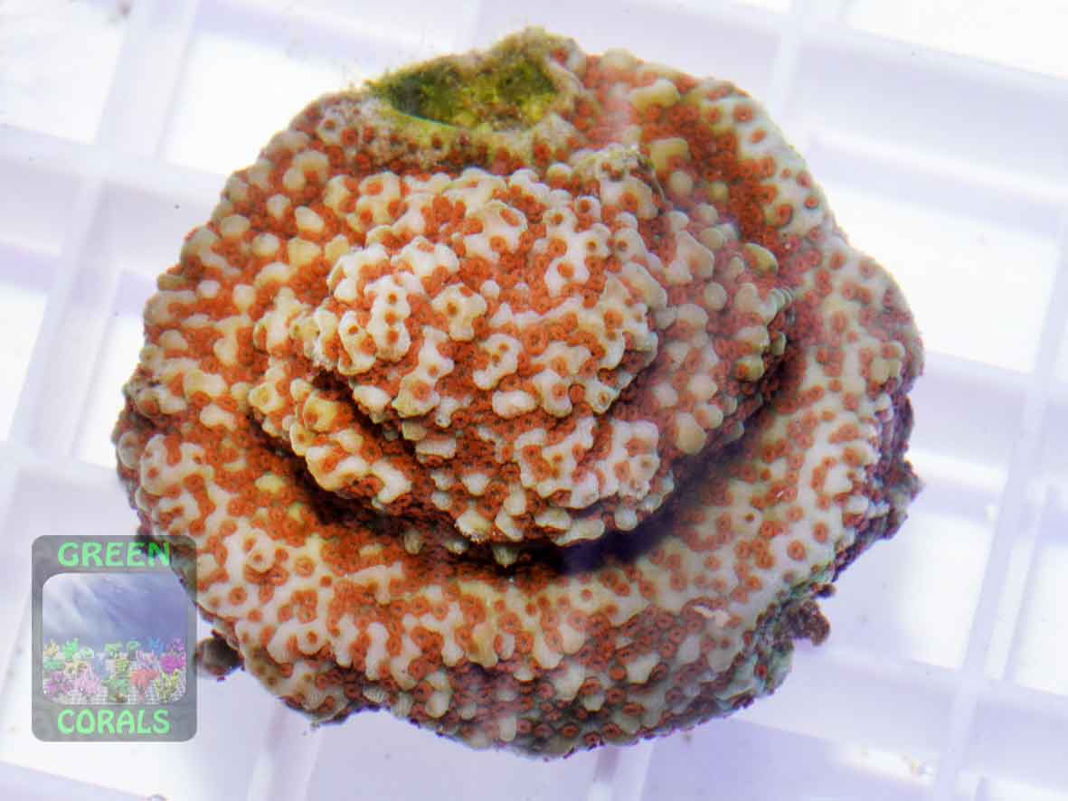Montipora-sp.-orange-polyps´-DSC07672-b-k-WZ