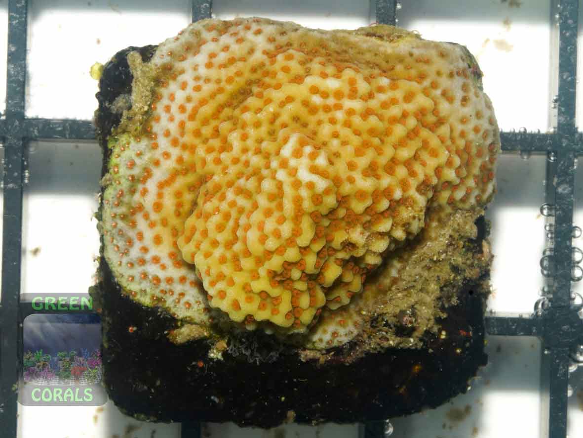 Montipora-sp.18-orange-polyps´-DSC05955-b-k-WZ