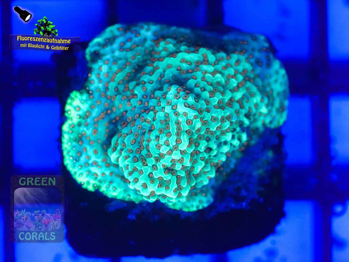 Montipora-sp.18-orange-polyps´-DSC05987-b-k-WZ-b-k-WZ