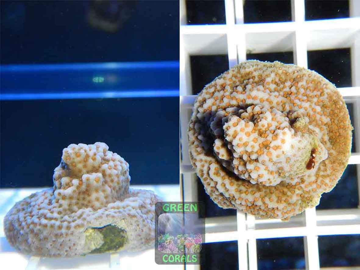 Montipora-sp.18-orange-polyps´-DSCN5867-2er-WZ