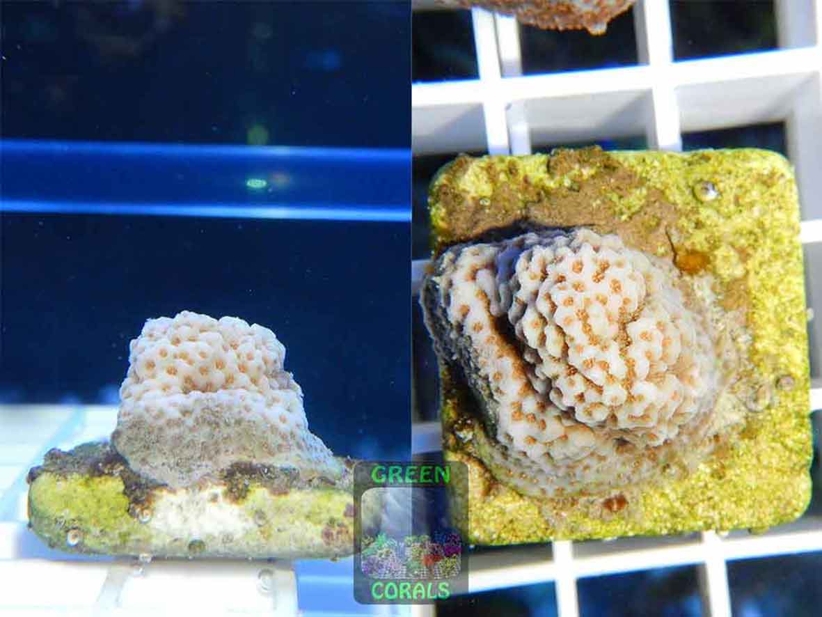 Montipora-sp.18-orange-polyps´-DSCN5874-2er-WZ