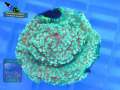 Montipora-sp.-orange-polyps´-DSC07521-b-k-WZ-Badge
