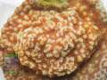 Montipora-sp.-orange-polyps´-DSC07755-b-k-WZ