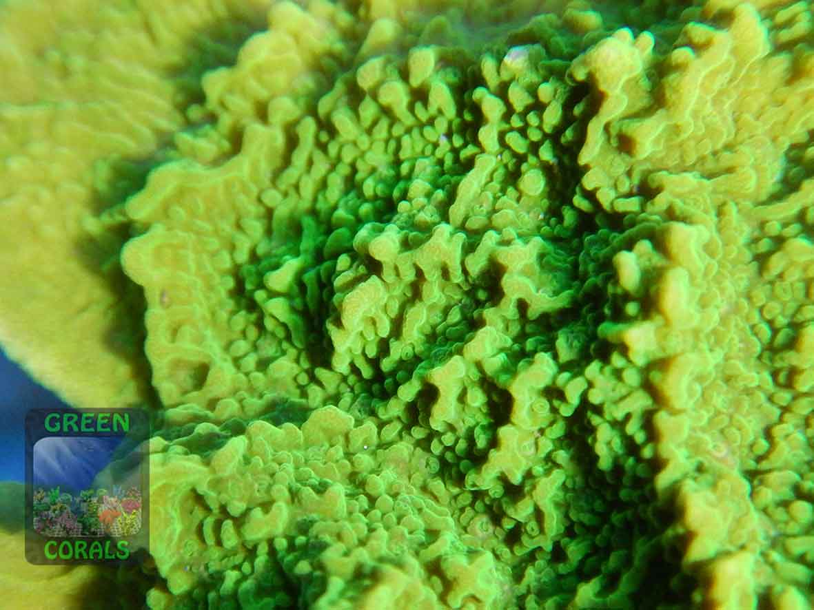 Montipora-sp.19-foliosgelb´_makro-DSCN5989