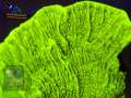 Montipora-sp.-foliosgelb´-DSC07630-b-k-WZ-Badge