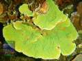 Montipora-sp.-foliosgelb´-DSCN6441-b-k