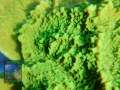 Montipora-sp.19-foliosgelb´_makro-DSCN5989