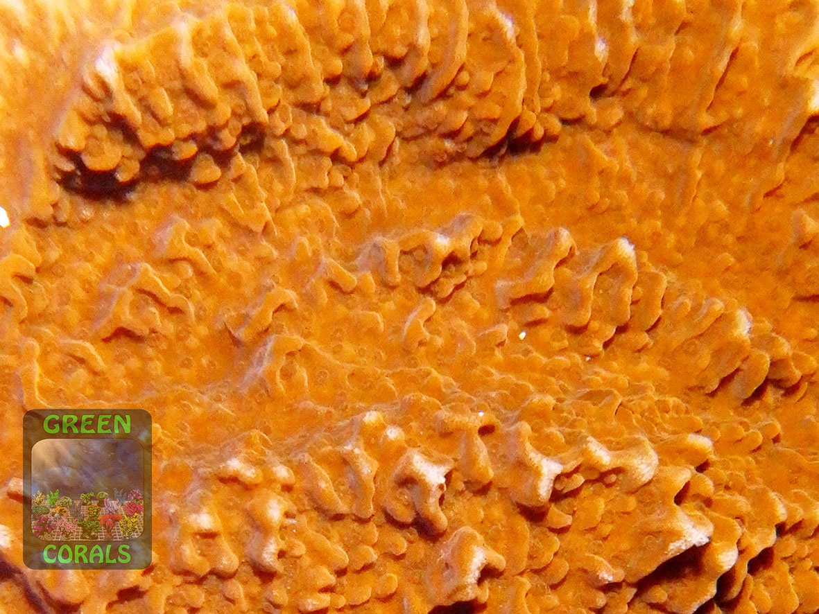 3_Montipora-sp.-‚folios-rot‘-M-DSCN5275