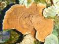 Montipora-sp.-folios-rot´-DSCN6453-b-k