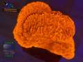 Montipora-sp.folios-rot´-DSC07599-b-k-WZ-2