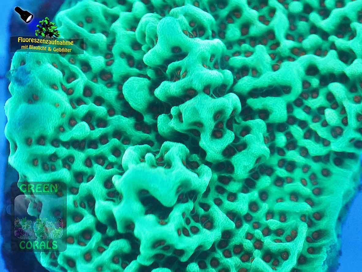 Montipora-sp.-gruen-orange´DSC07485-Makro-b-k-WZ-Badge