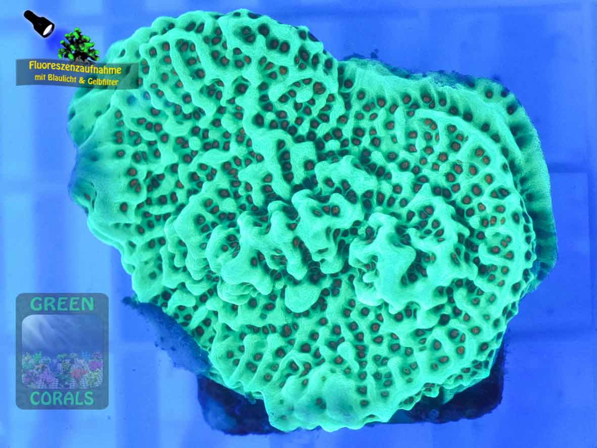 Montipora-sp.-gruen-orange´DSC07520-b-k-2-WZ-Badge
